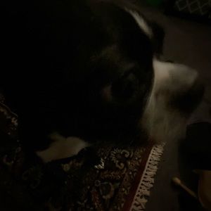 Meet your Posher, Xavier